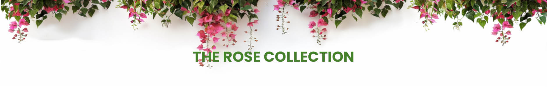 The Rose Collection
